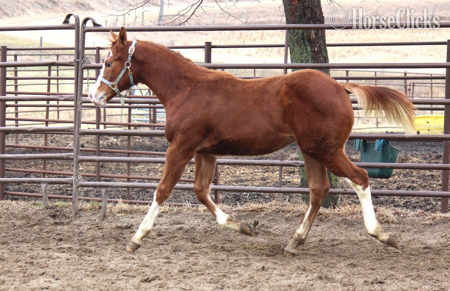 "NV Cool Red Sonny-SOLD" Sorrel Colt Paint backdrop