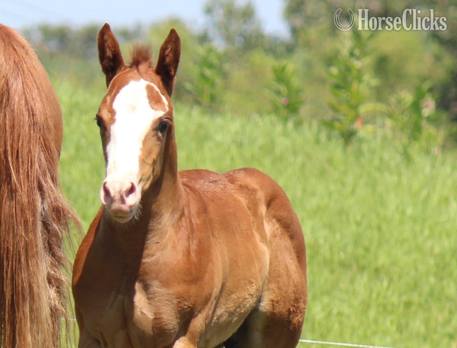 "NV Cool Red Sonny-SOLD" Sorrel Colt Paint image