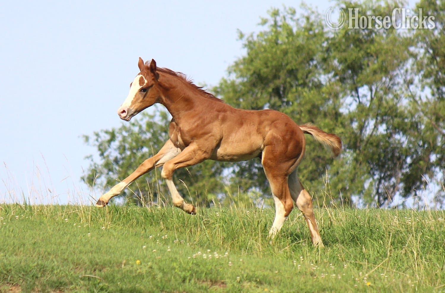 "NV Cool Red Sonny-SOLD" Sorrel Colt Paint backdrop