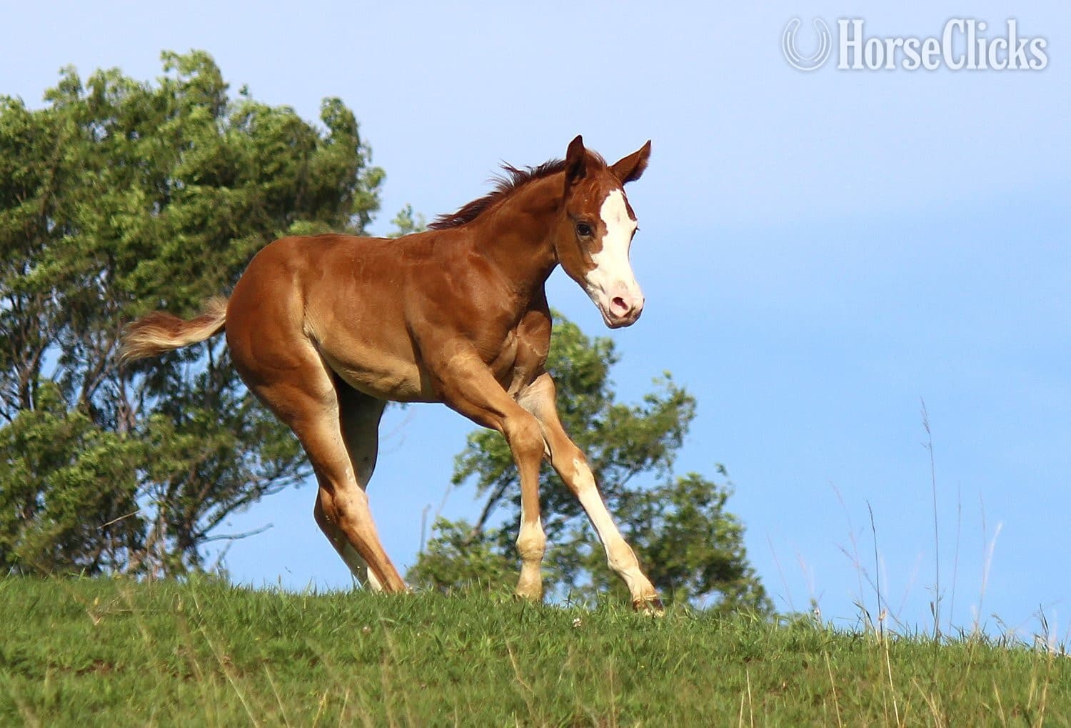 "NV Cool Red Sonny-SOLD" Sorrel Colt Paint backdrop