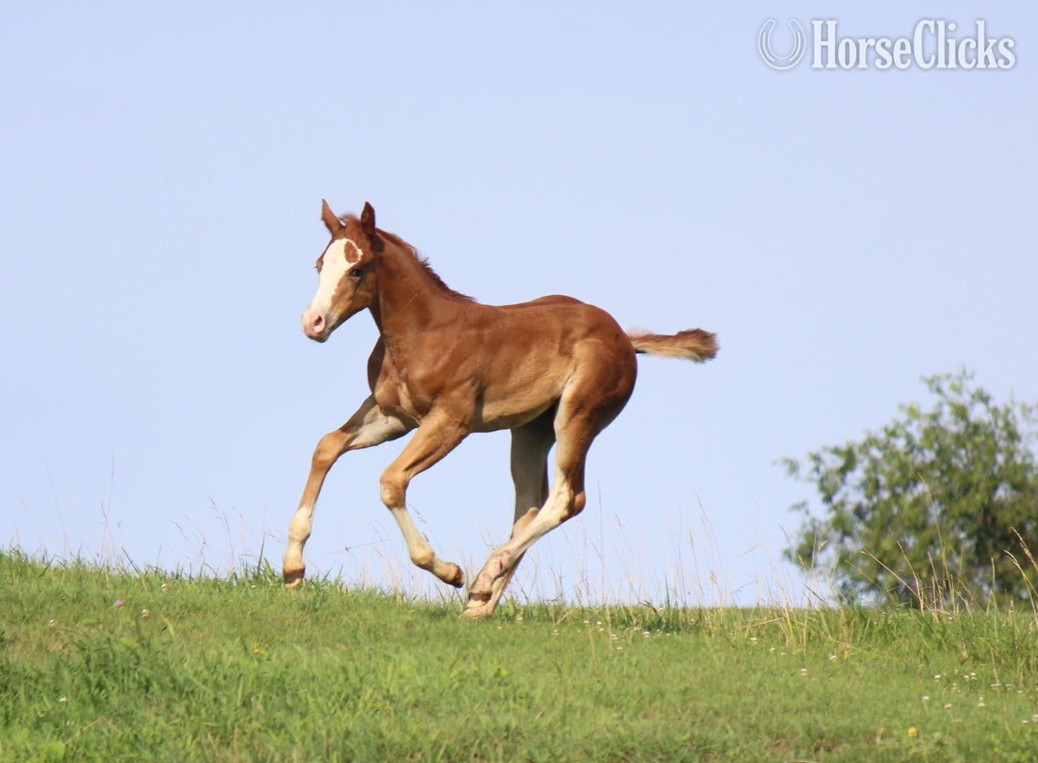 "NV Cool Red Sonny-SOLD" Sorrel Colt Paint backdrop