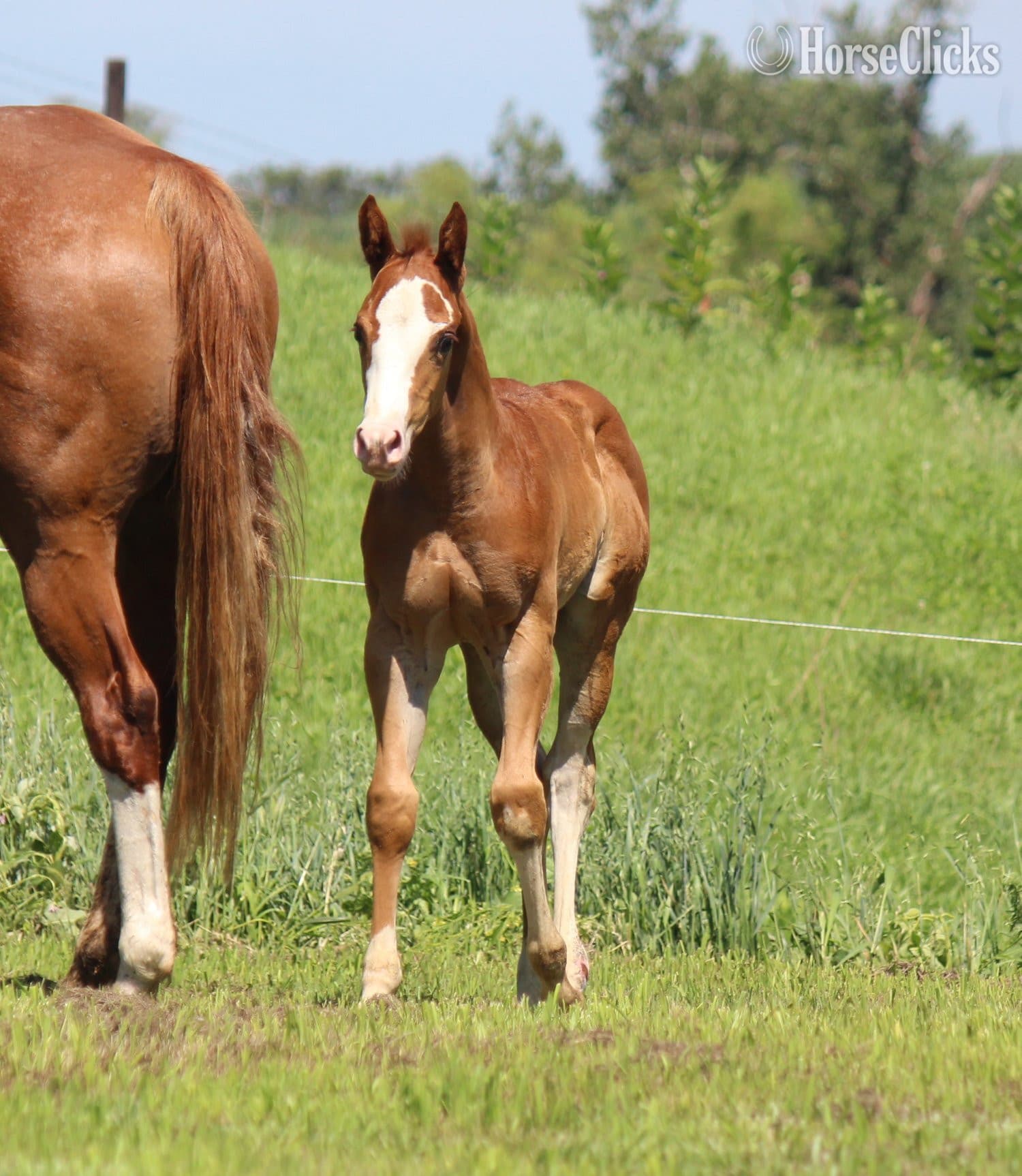 "NV Cool Red Sonny-SOLD" Sorrel Colt Paint backdrop