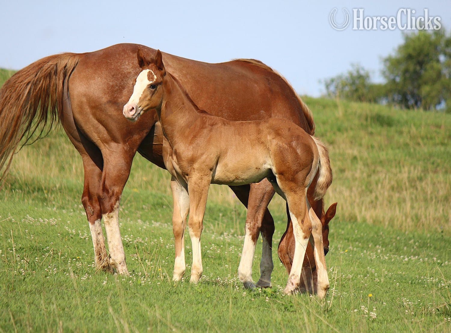 "NV Cool Red Sonny-SOLD" Sorrel Colt Paint backdrop