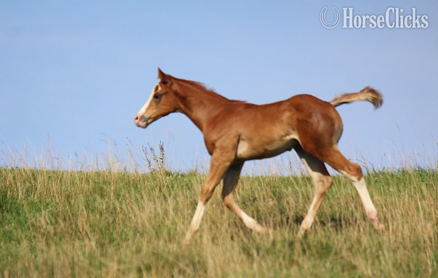 "NV Cool Red Sonny-SOLD" Sorrel Colt Paint backdrop