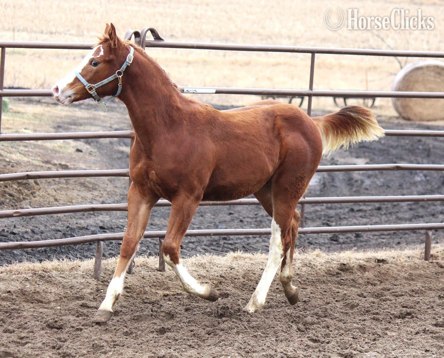 "NV Cool Red Sonny-SOLD" Sorrel Colt Paint backdrop