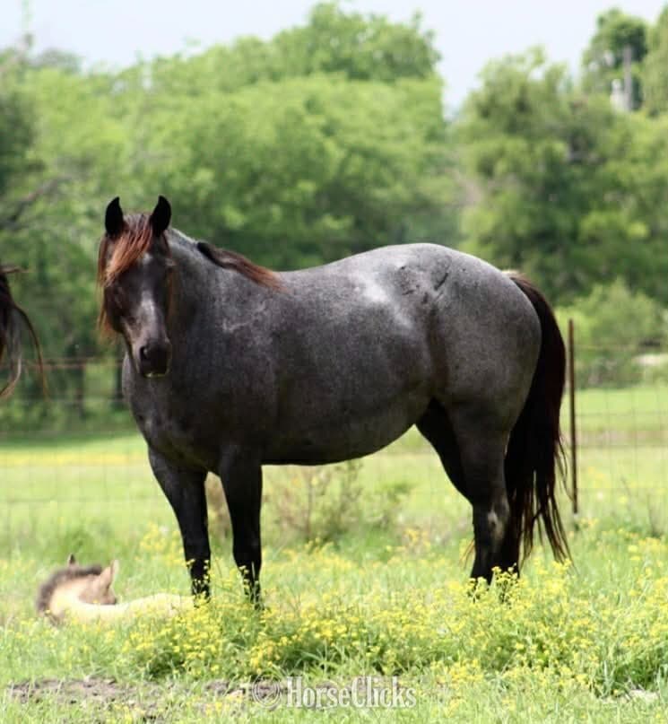 "Blue Smoke N Libby" Blue Roan Mare Paint image