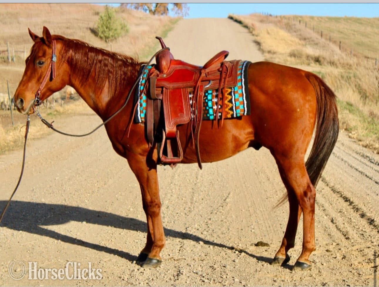 "TJ" Sorrel Gelding Paint backdrop