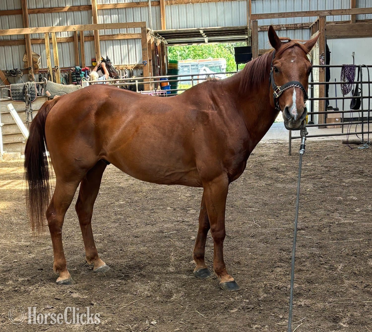 "TJ" Sorrel Gelding Paint backdrop