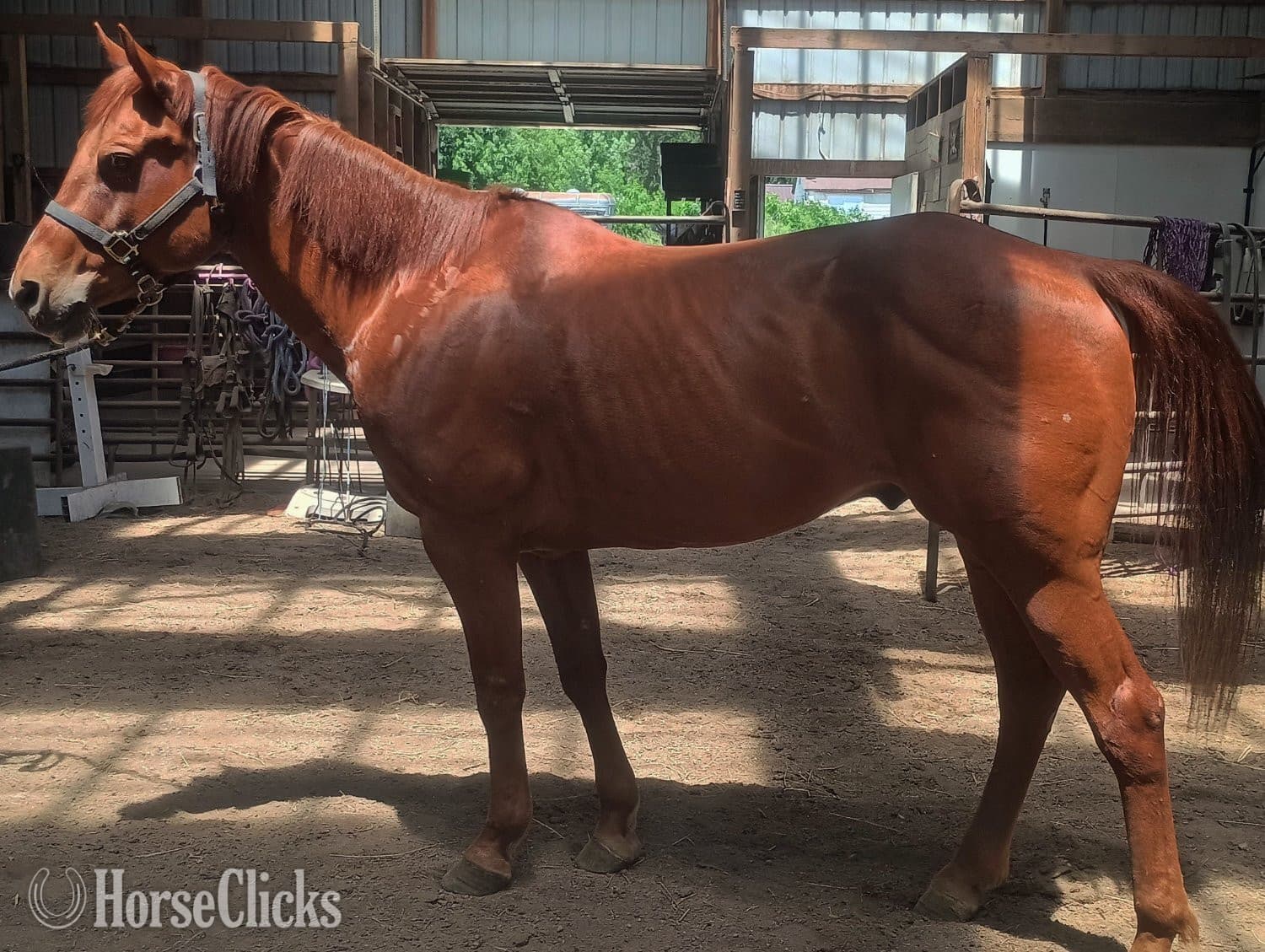 "TJ" Sorrel Gelding Paint backdrop