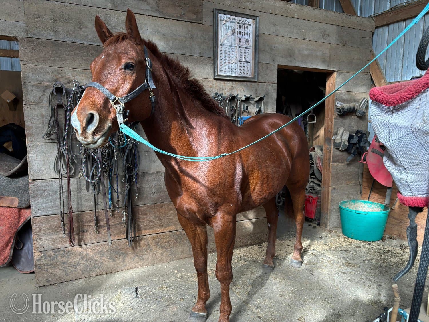 "TJ" Sorrel Gelding Paint backdrop