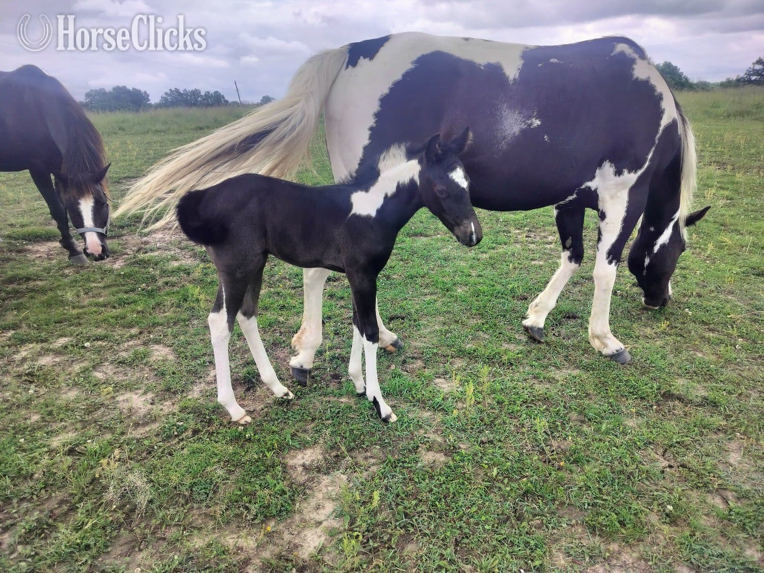 "LD Blues Smokin Hot" Blue Roan Filly Paint image