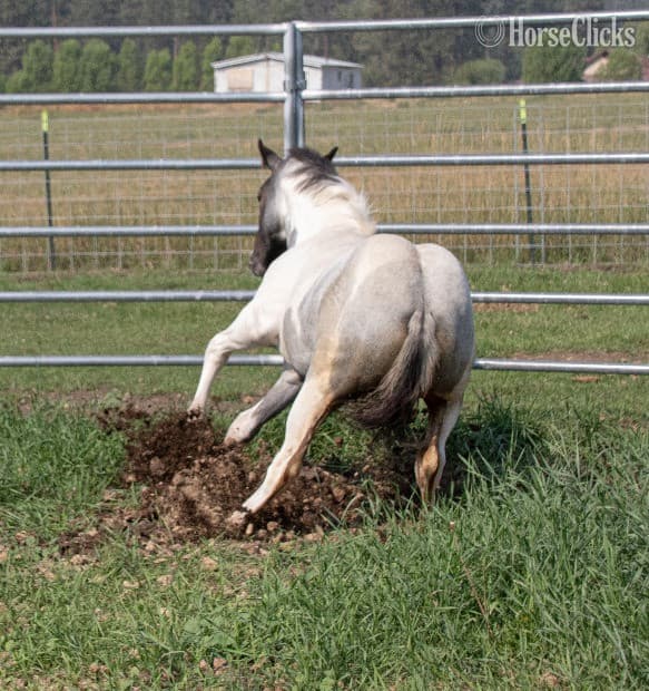 "Catsbys Risky Bisness" Blue Roan Colt Paint image