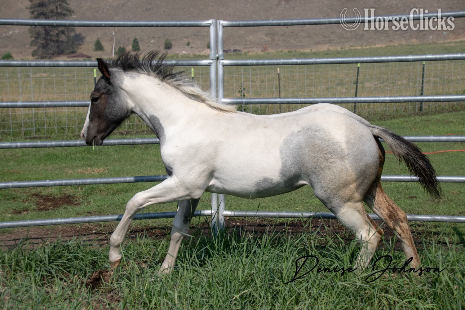 "Catsbys Risky Bisness" Blue Roan Colt Paint backdrop