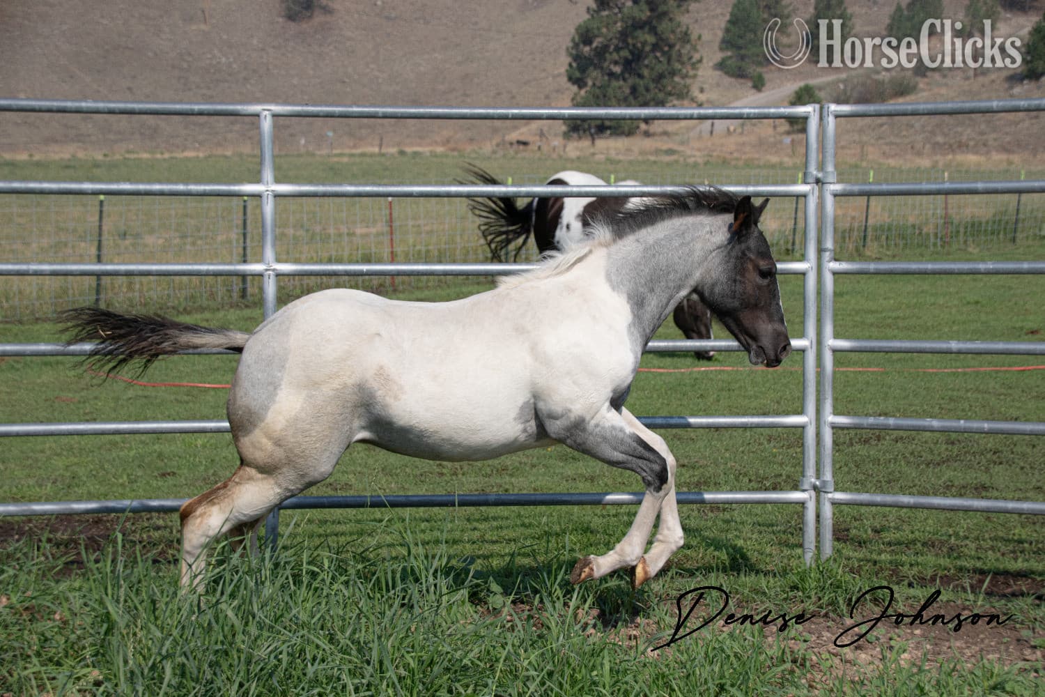 "Catsbys Risky Bisness" Blue Roan Colt Paint backdrop