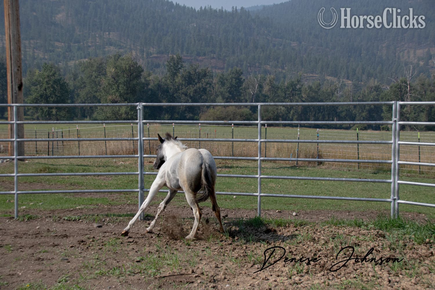 "Catsbys Risky Bisness" Blue Roan Colt Paint backdrop