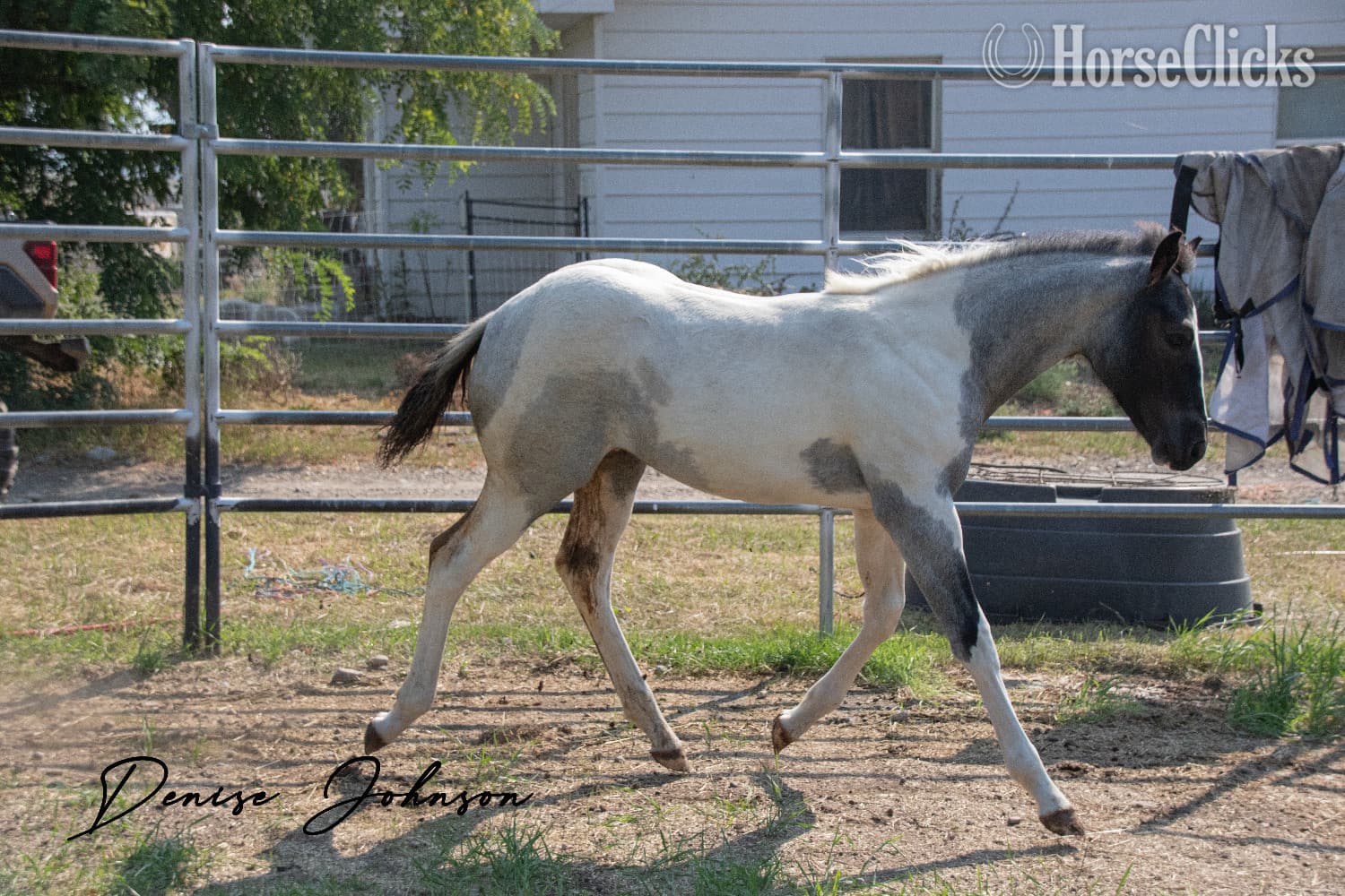 "Catsbys Risky Bisness" Blue Roan Colt Paint backdrop
