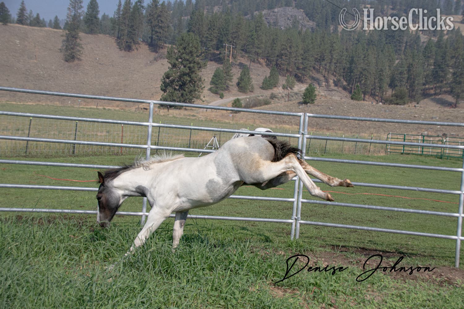 "Catsbys Risky Bisness" Blue Roan Colt Paint backdrop