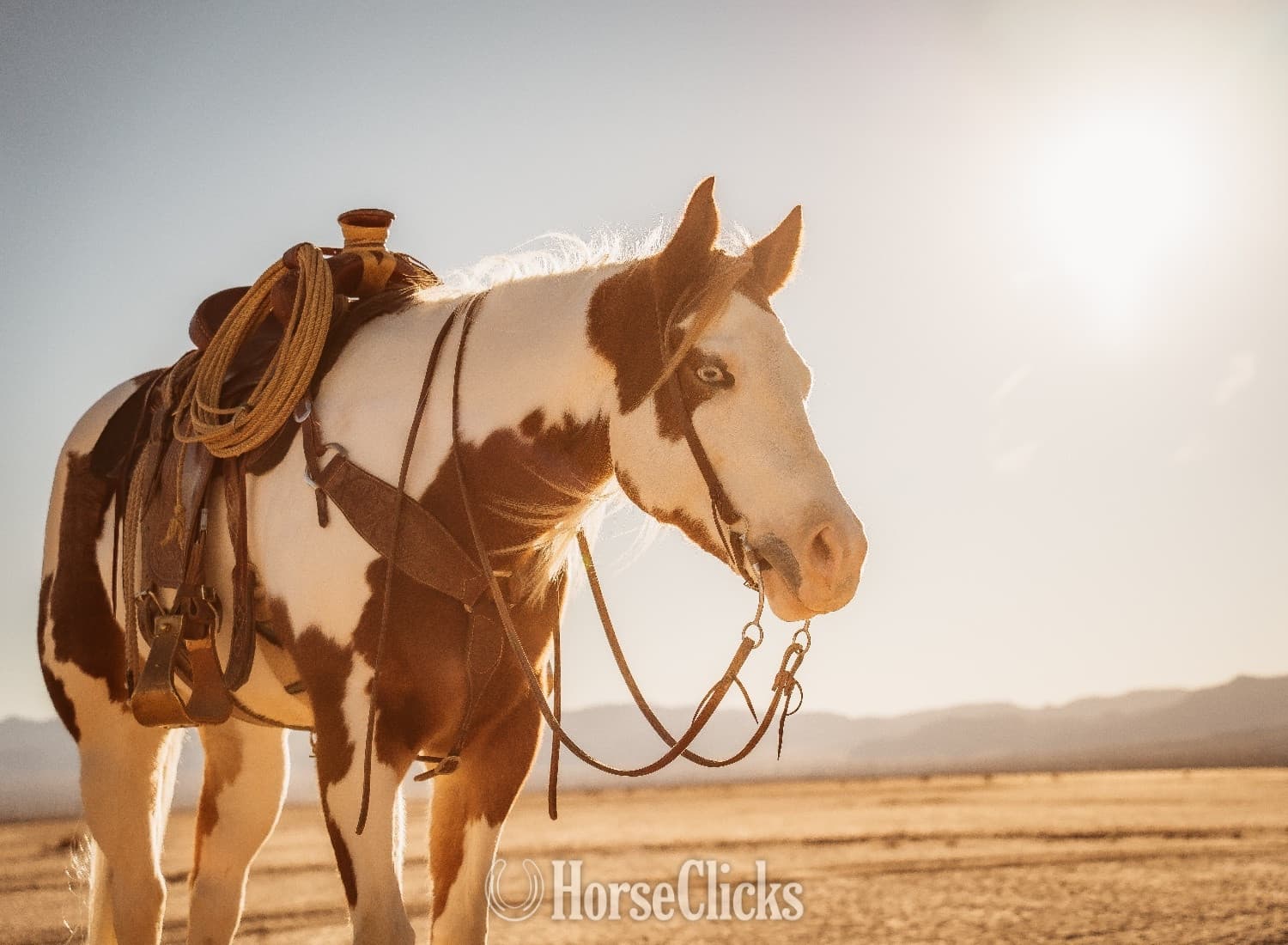 "Intensive" Overo Gelding Paint image