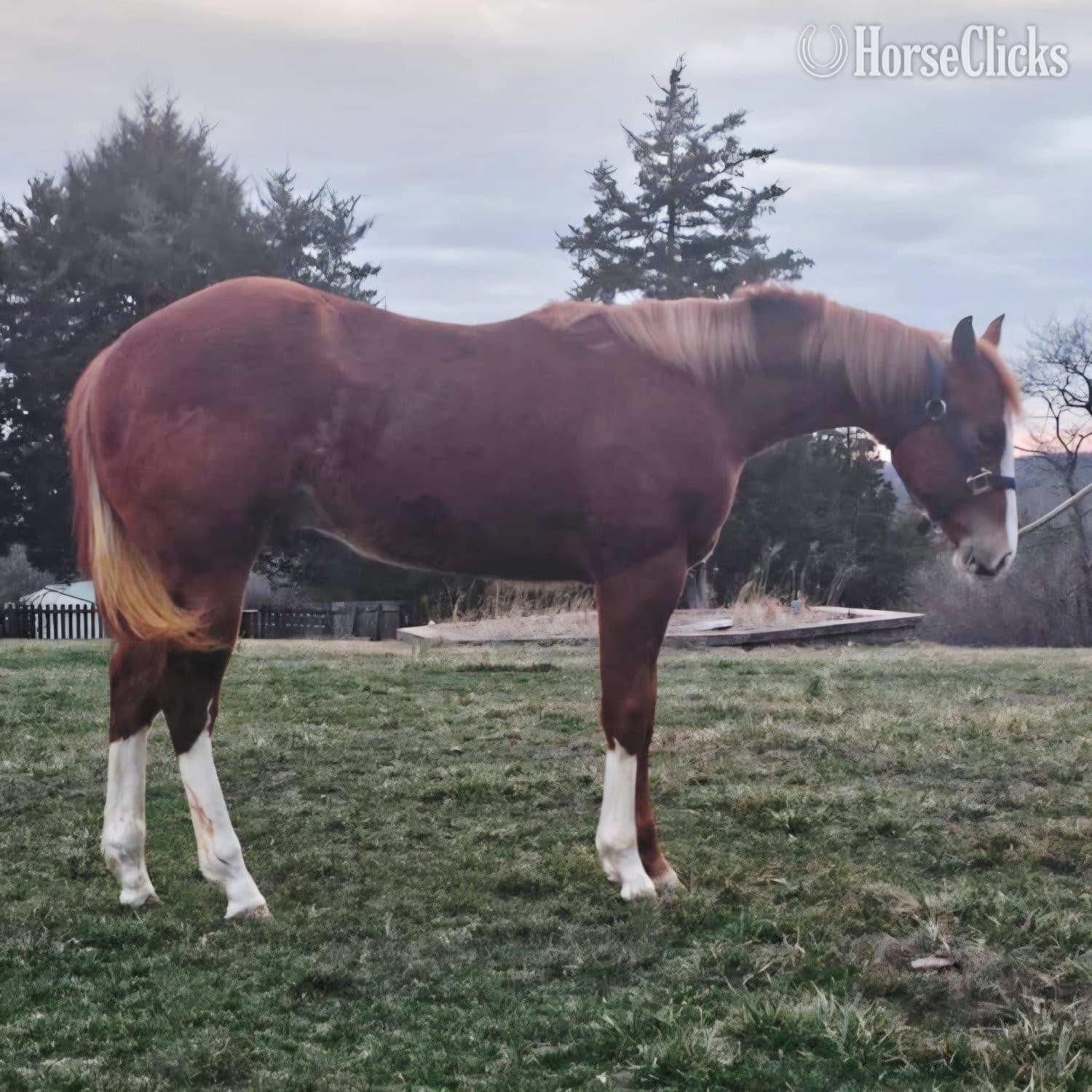 "Kool GQ Kid" Sorrel Gelding Paint image
