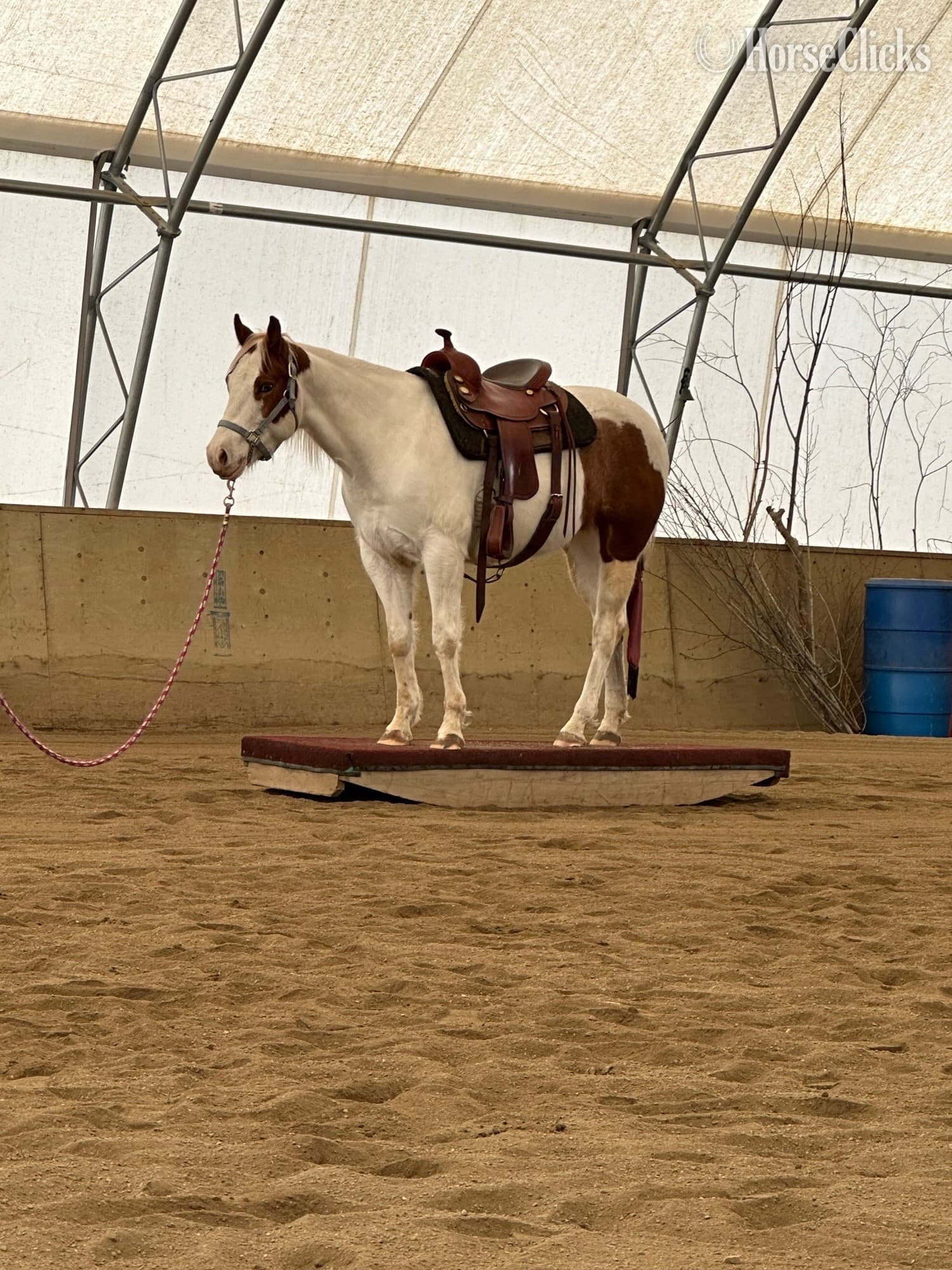 "Little Peppe Encore " Sorrel Mare Paint backdrop