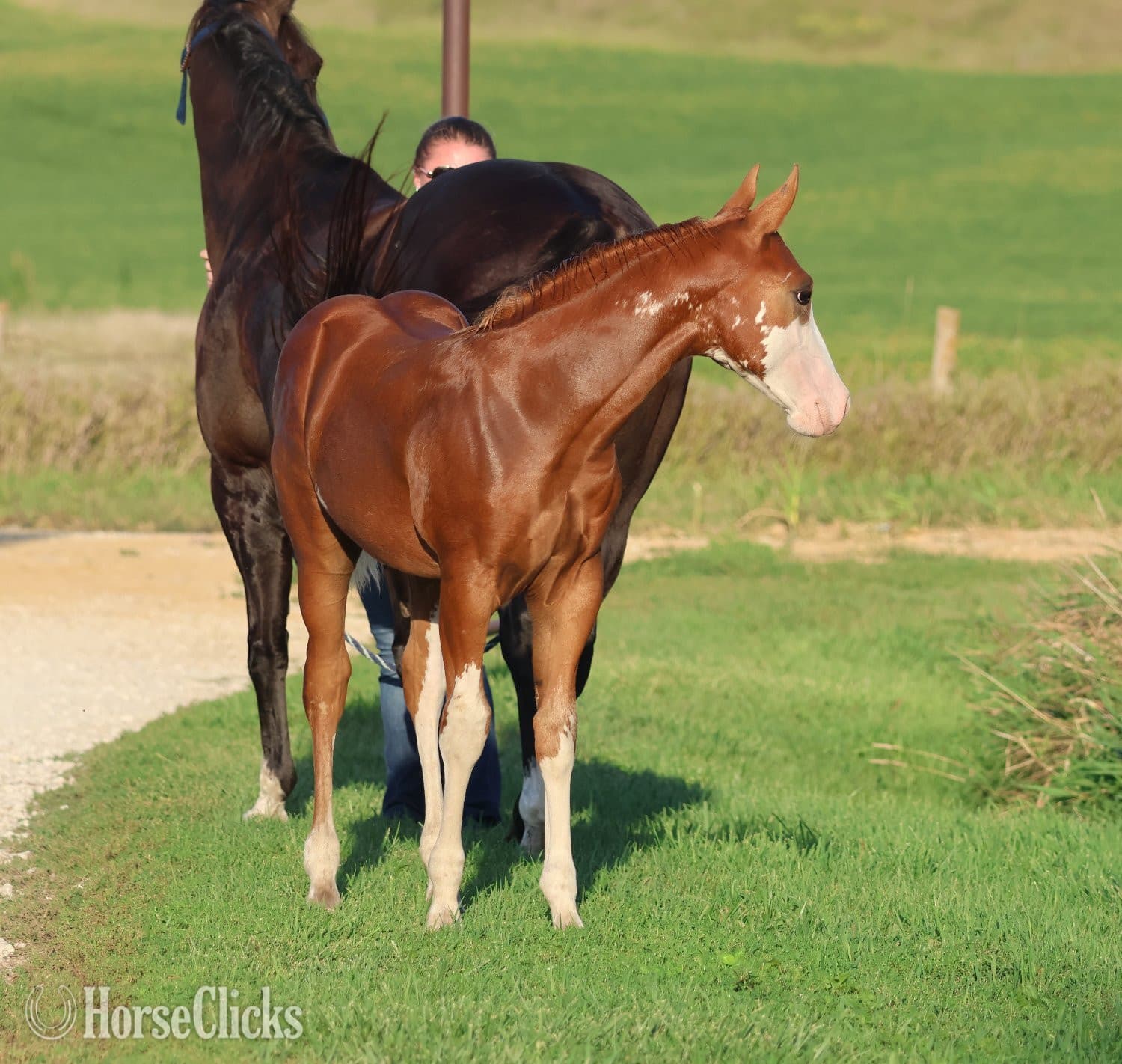 "NV Socketts So Sonny" Sorrel Stallion Paint image