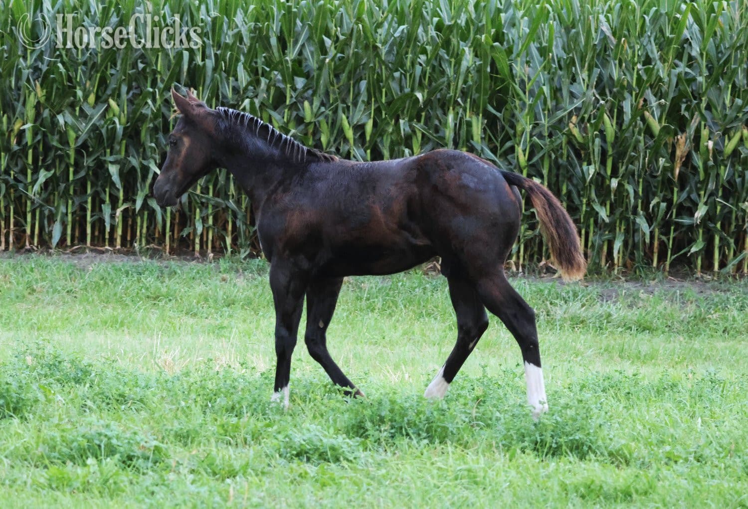 "NV Blue Scotchnsonny" Black Stallion Paint backdrop