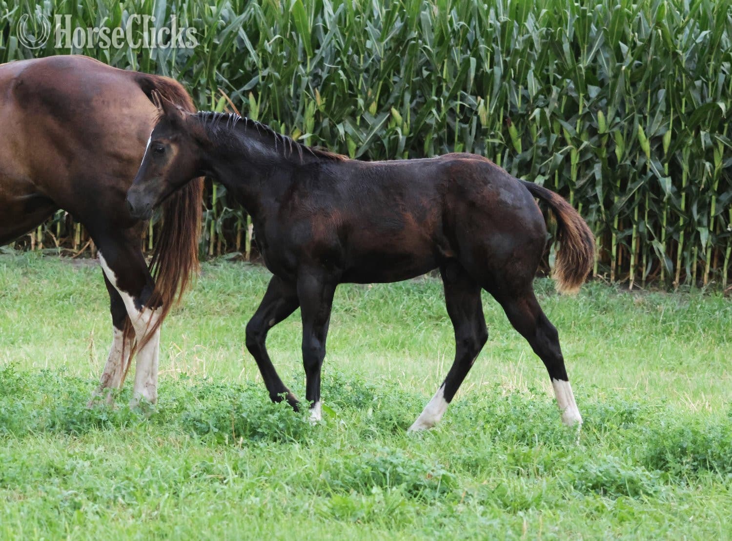 "NV Blue Scotchnsonny" Black Stallion Paint backdrop