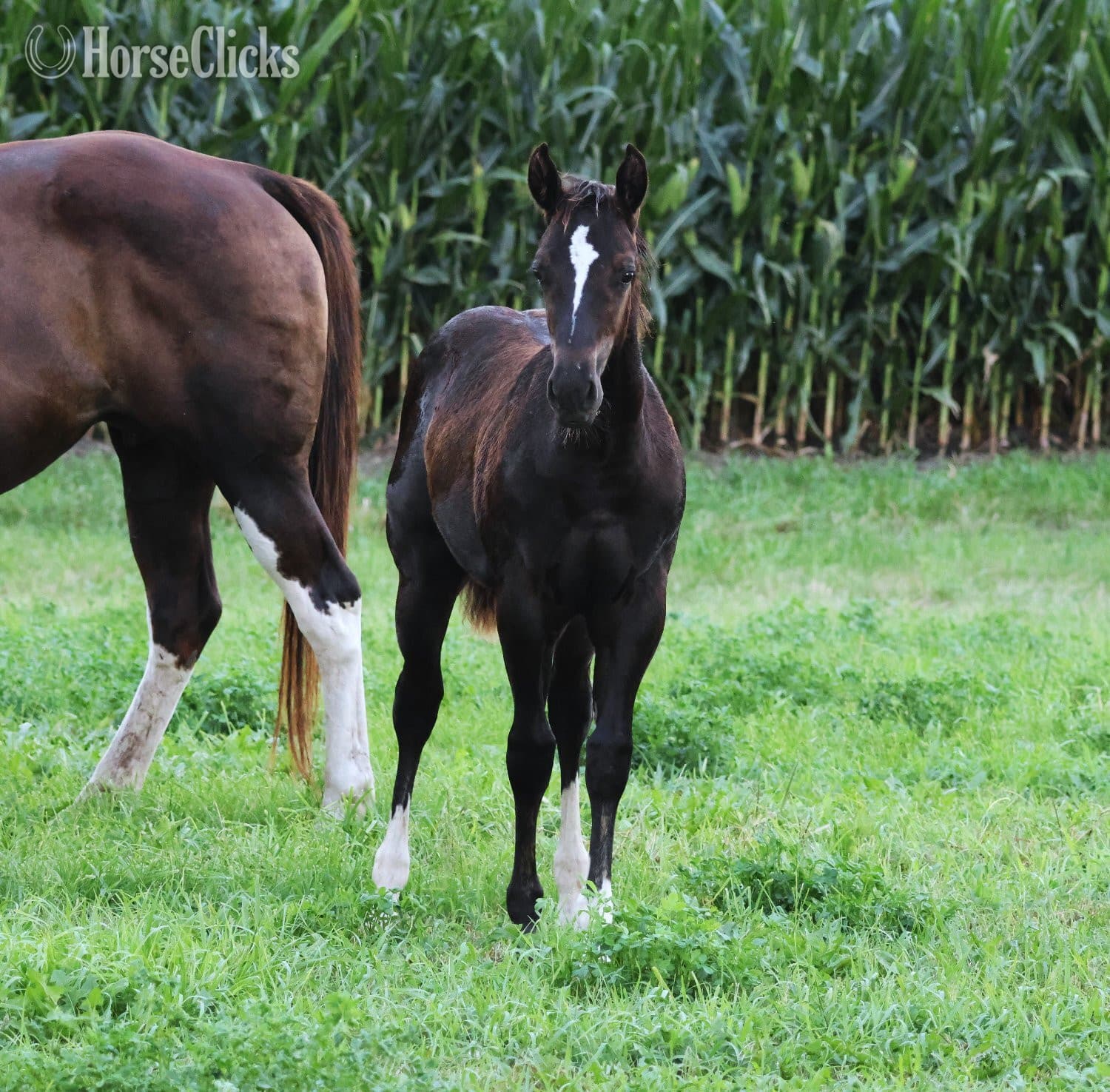 "NV Blue Scotchnsonny" Black Stallion Paint backdrop