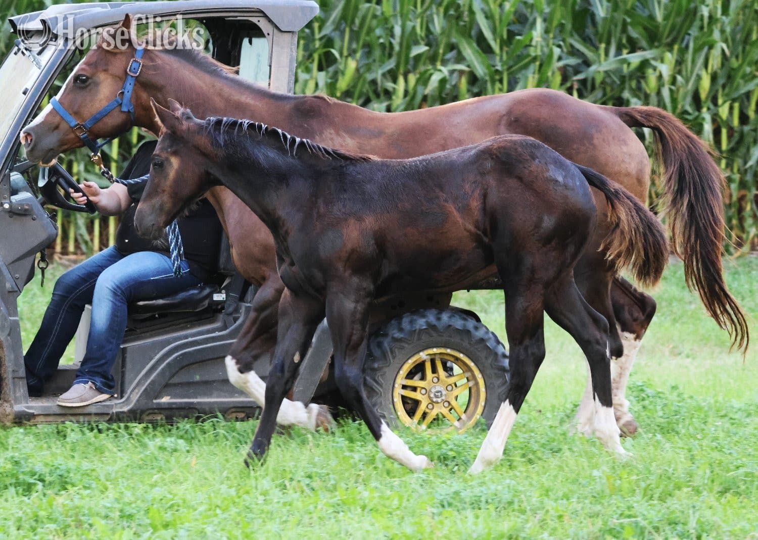 "NV Blue Scotchnsonny" Black Stallion Paint backdrop