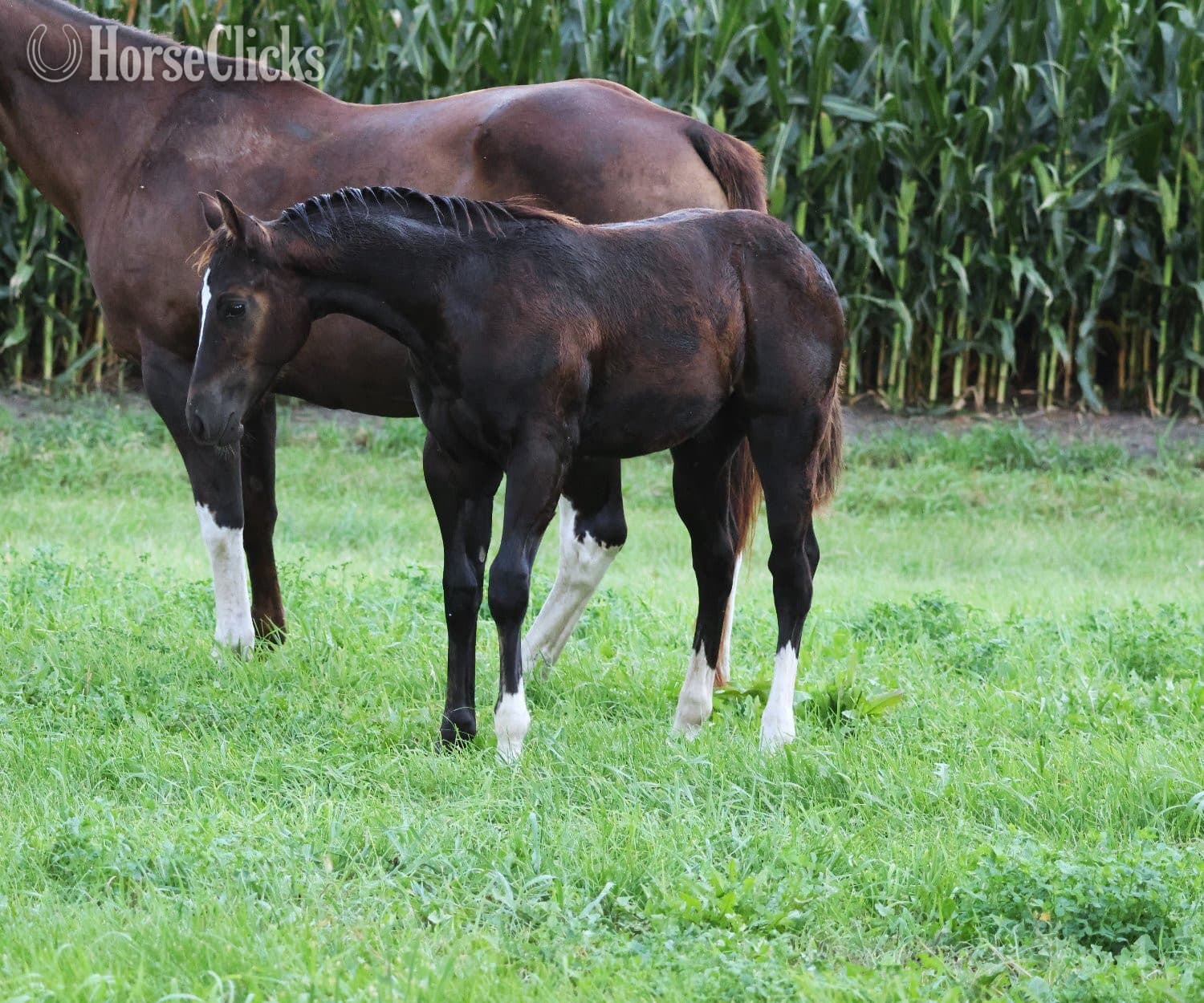 "NV Blue Scotchnsonny" Black Stallion Paint backdrop