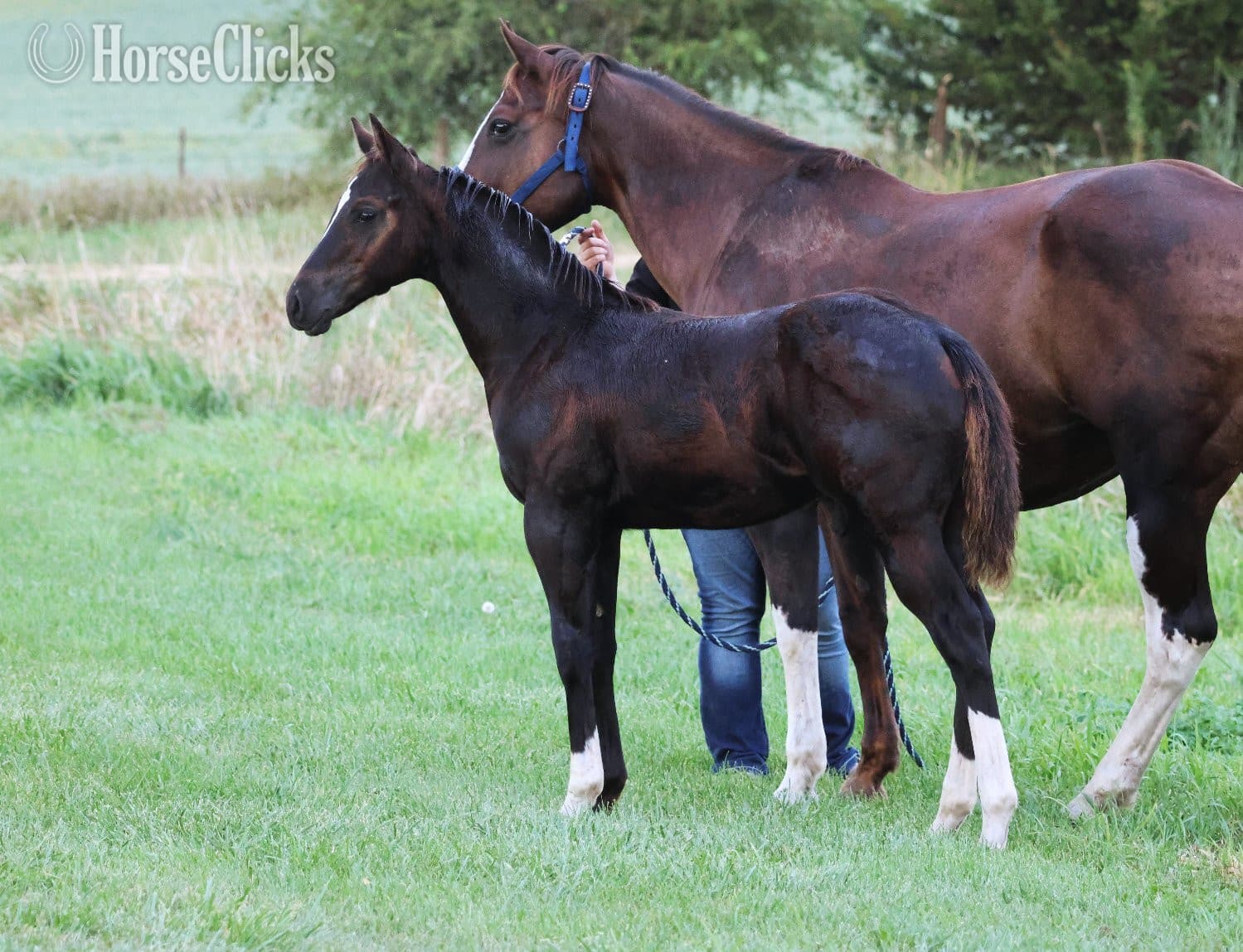 "NV Blue Scotchnsonny" Black Stallion Paint image