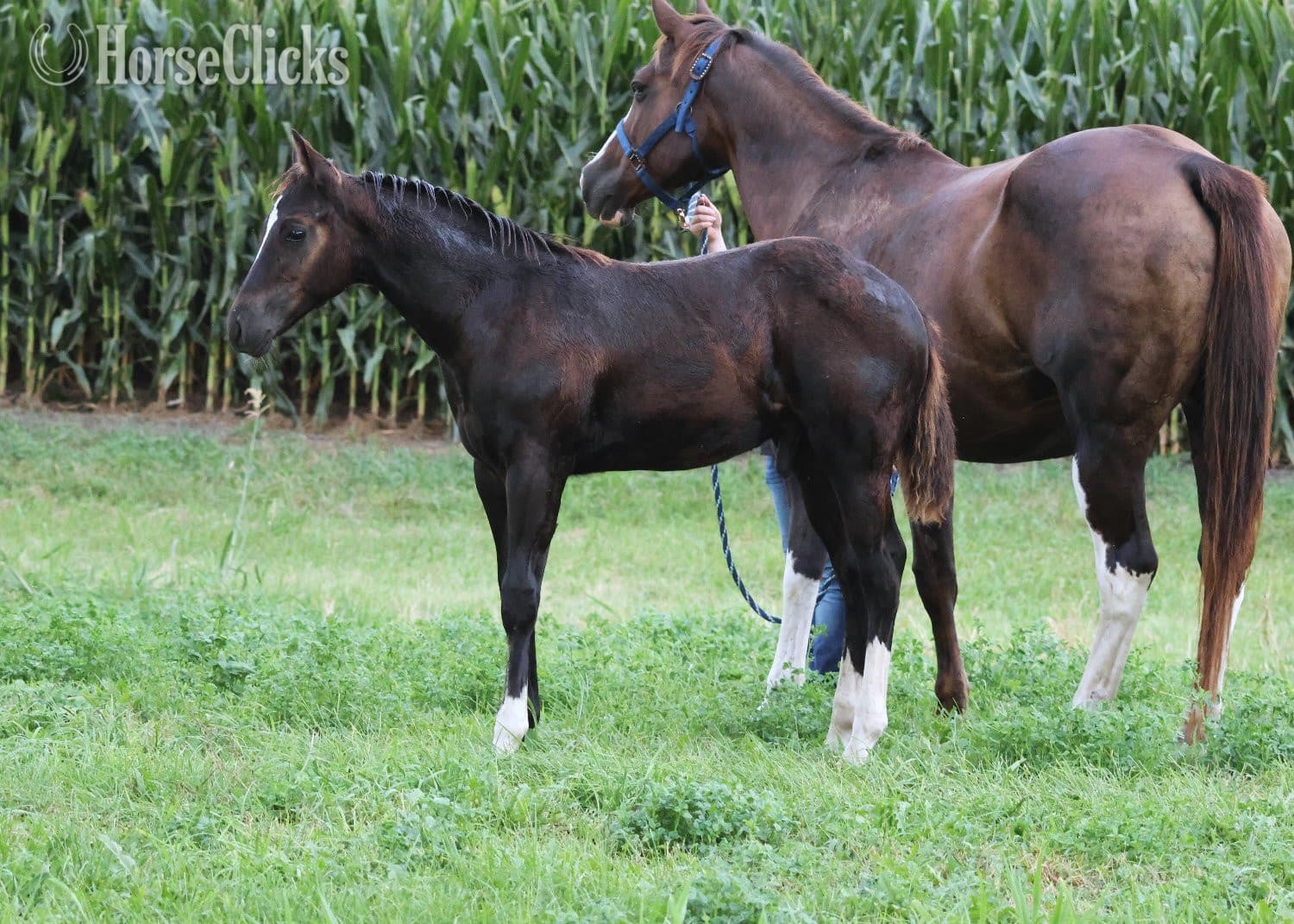 "NV Blue Scotchnsonny" Black Stallion Paint backdrop