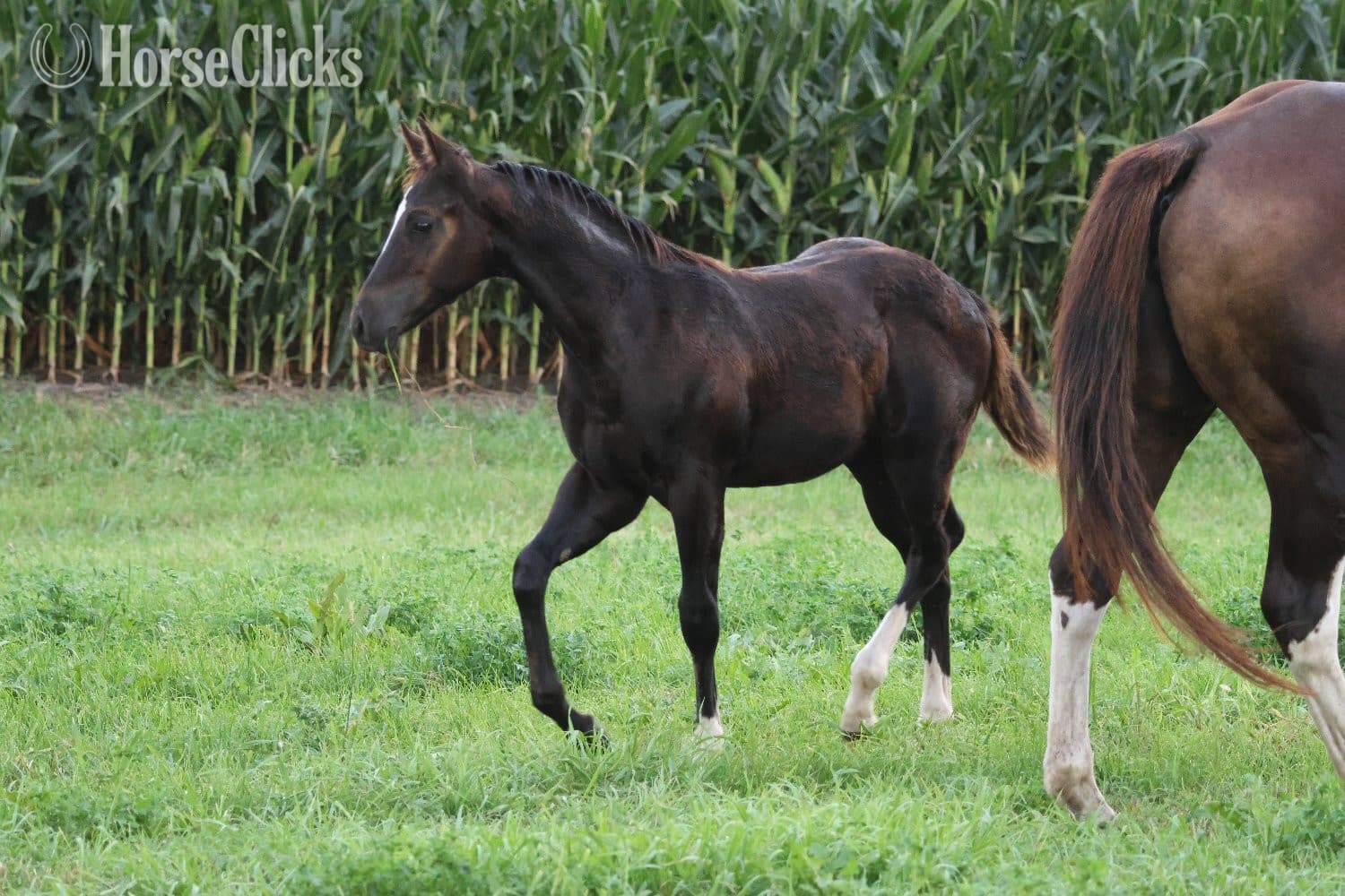 "NV Blue Scotchnsonny" Black Stallion Paint backdrop