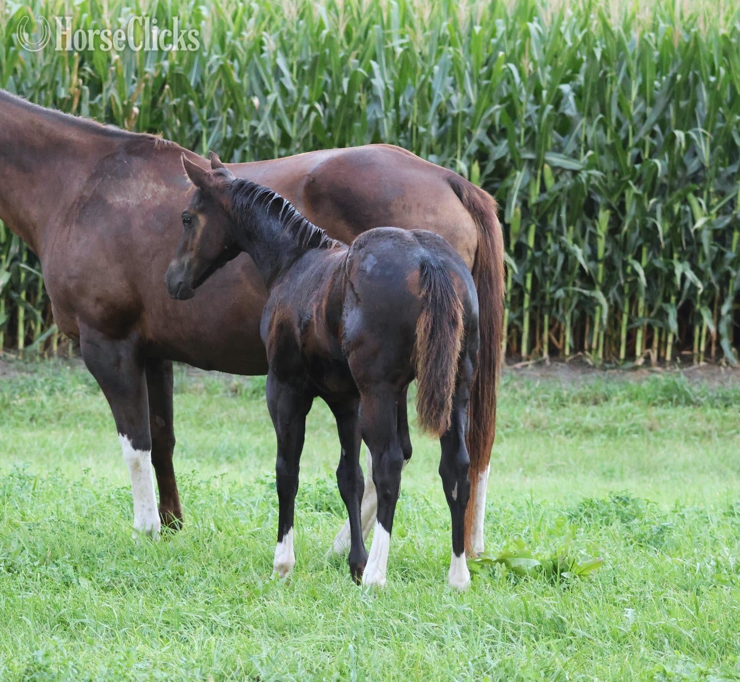 "NV Blue Scotchnsonny" Black Stallion Paint backdrop