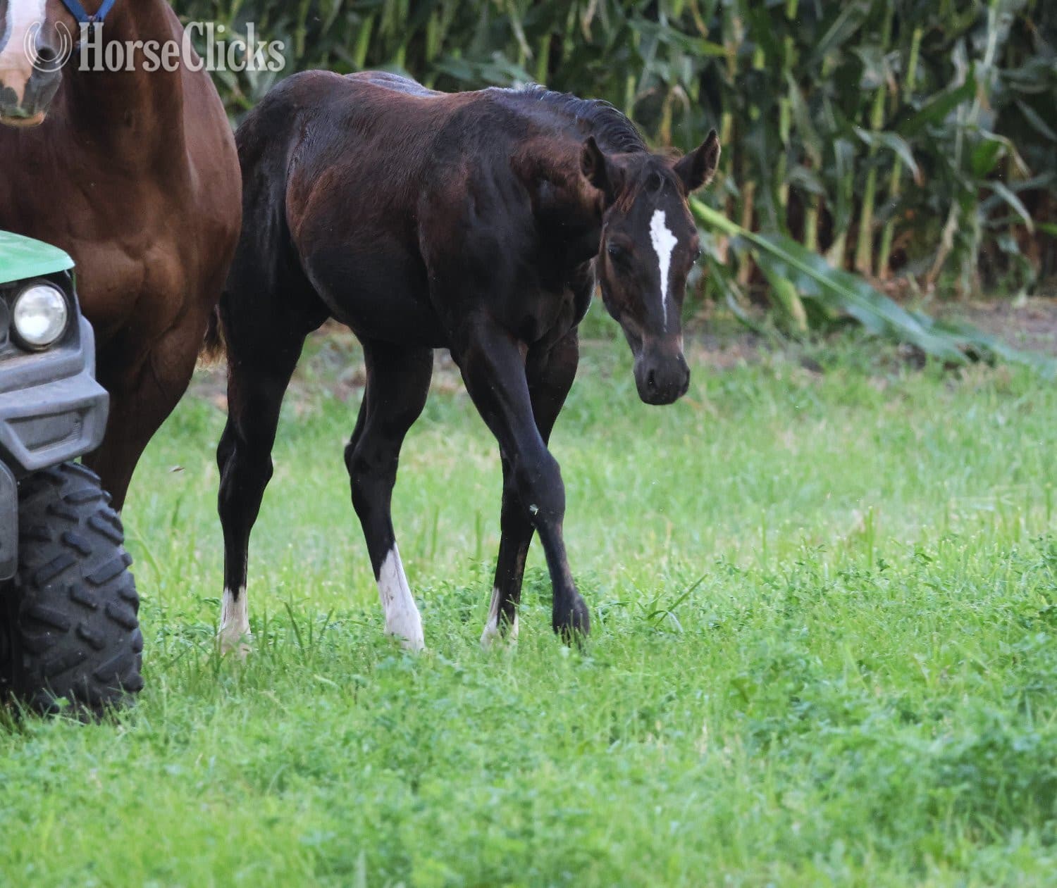"NV Blue Scotchnsonny" Black Stallion Paint backdrop