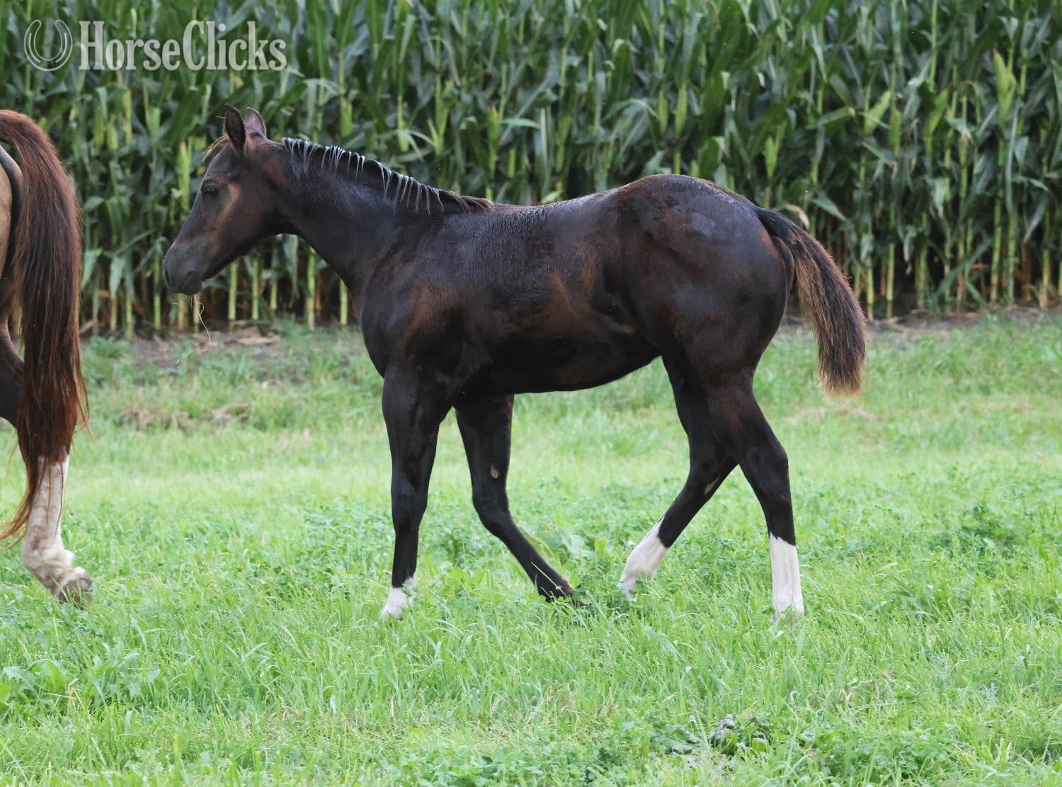 "NV Blue Scotchnsonny" Black Stallion Paint backdrop