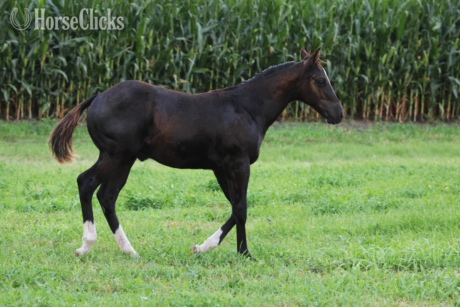 "NV Blue Scotchnsonny" Black Stallion Paint backdrop