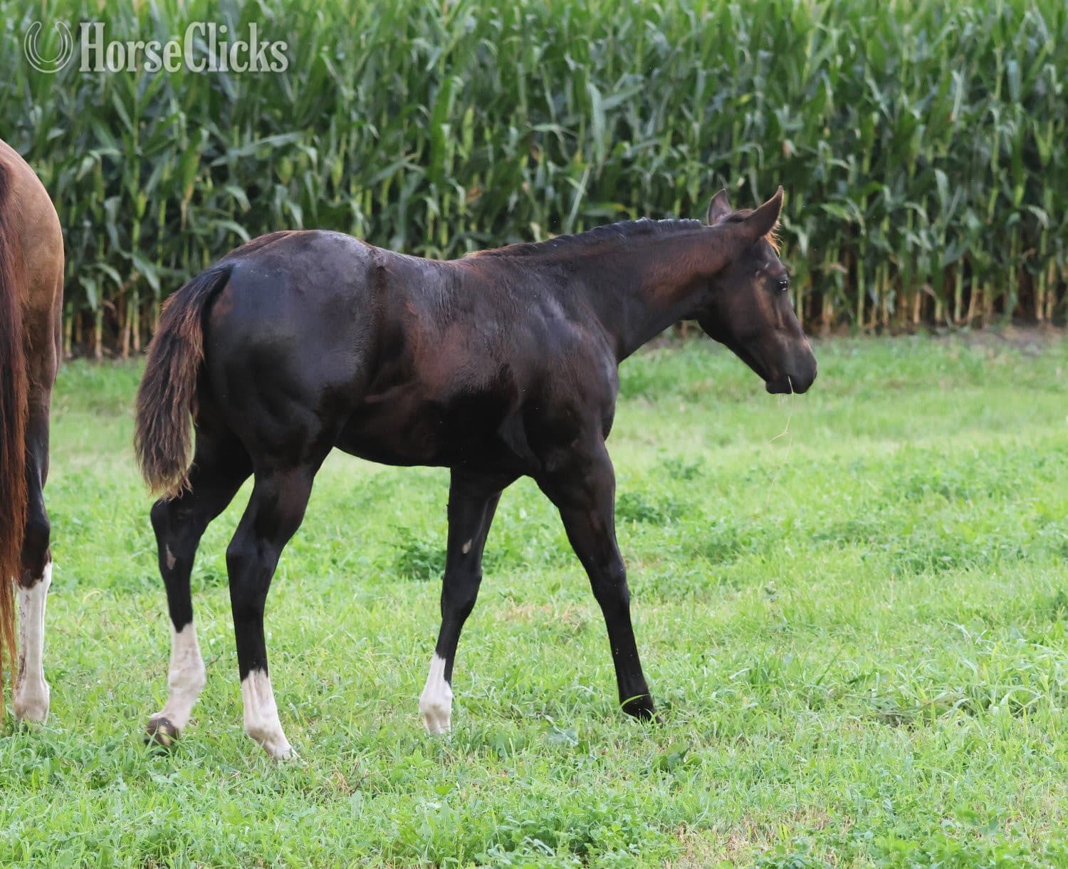 "NV Blue Scotchnsonny" Black Stallion Paint backdrop