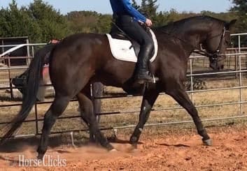 "Boogie" Bay Gelding Paint image