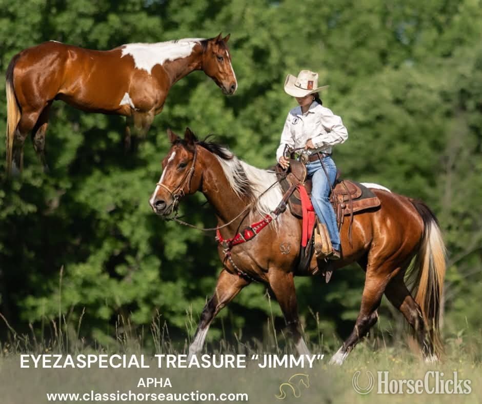"JIMMY" Tabiano Gelding Paint image