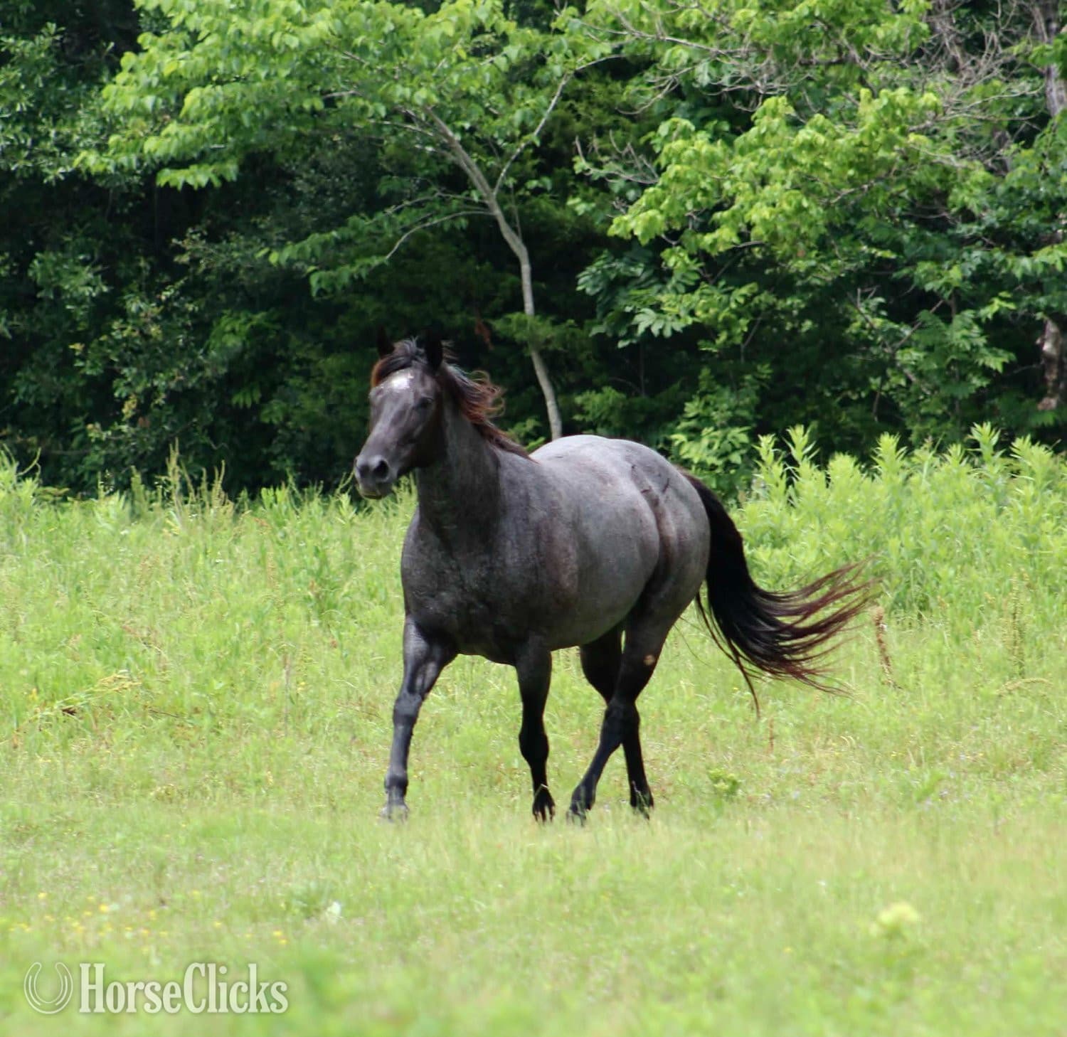 "BLUE SMOKE N LIBBY" Blue Roan Mare Paint backdrop
