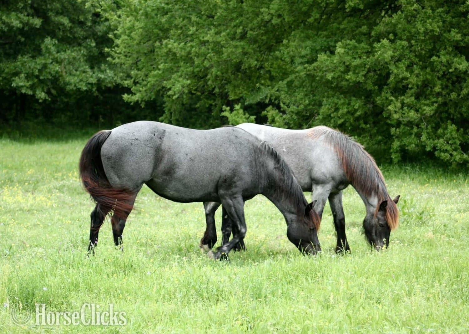 "BLUE SMOKE N LIBBY" Blue Roan Mare Paint backdrop