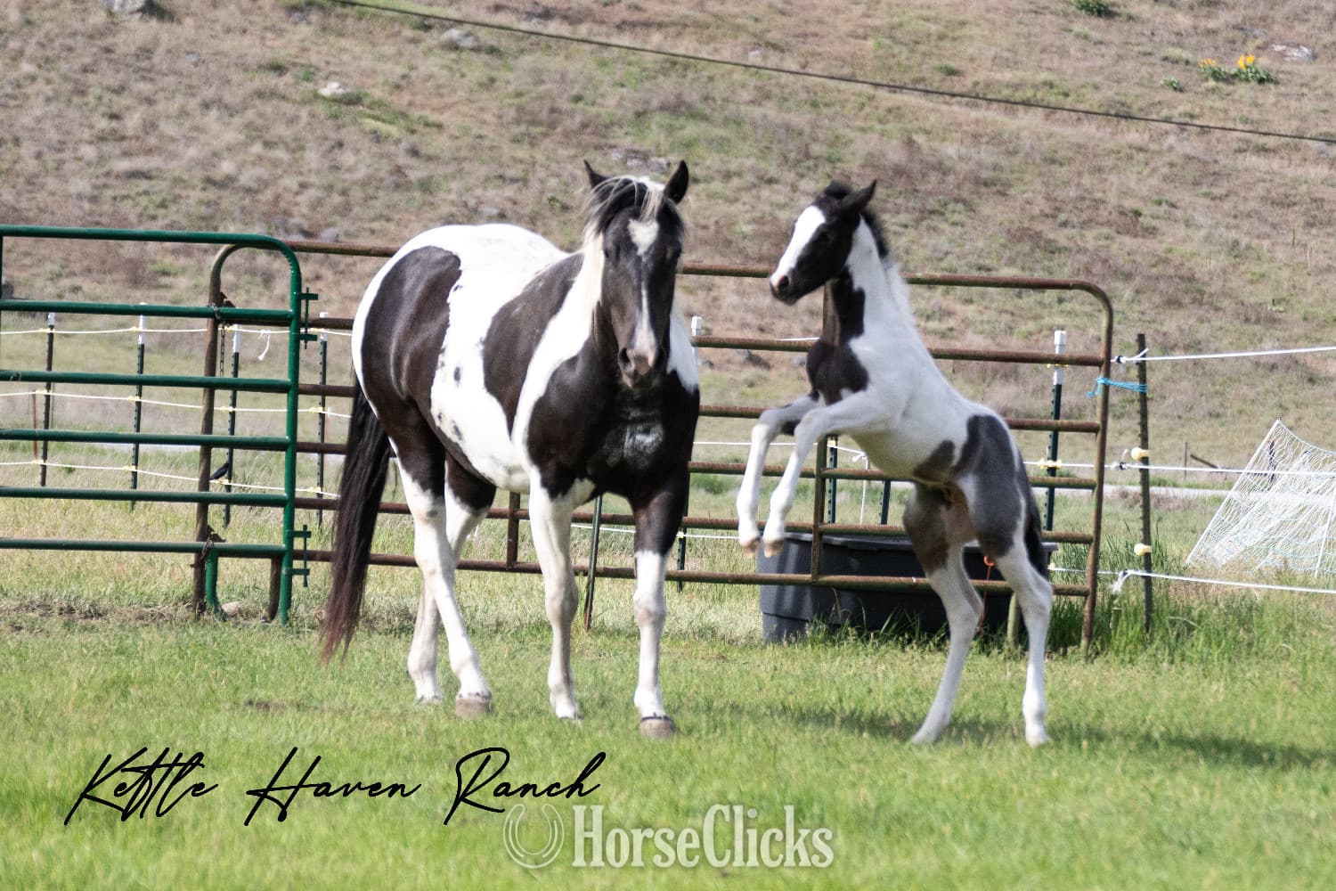 "Catsbys Risky Bisness" Blue Roan Colt Paint backdrop