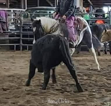 "Catsbys Risky Bisness" Blue Roan Colt Paint backdrop