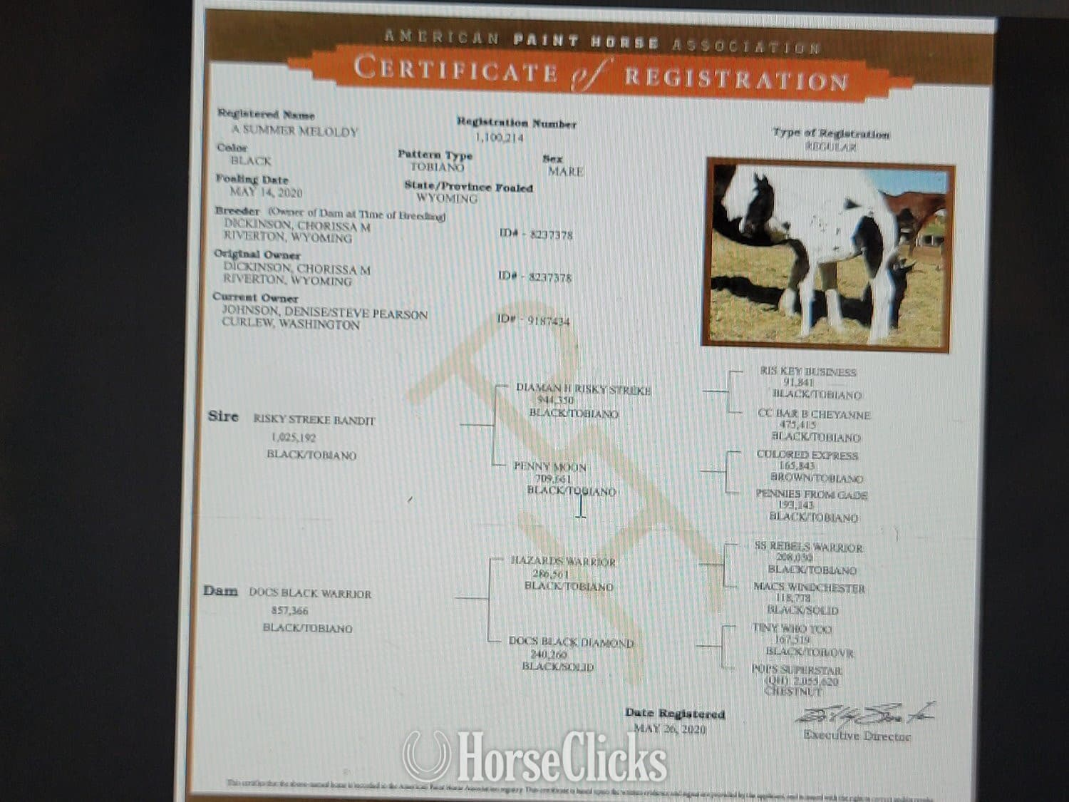 "Catsbys Risky Bisness" Blue Roan Colt Paint backdrop