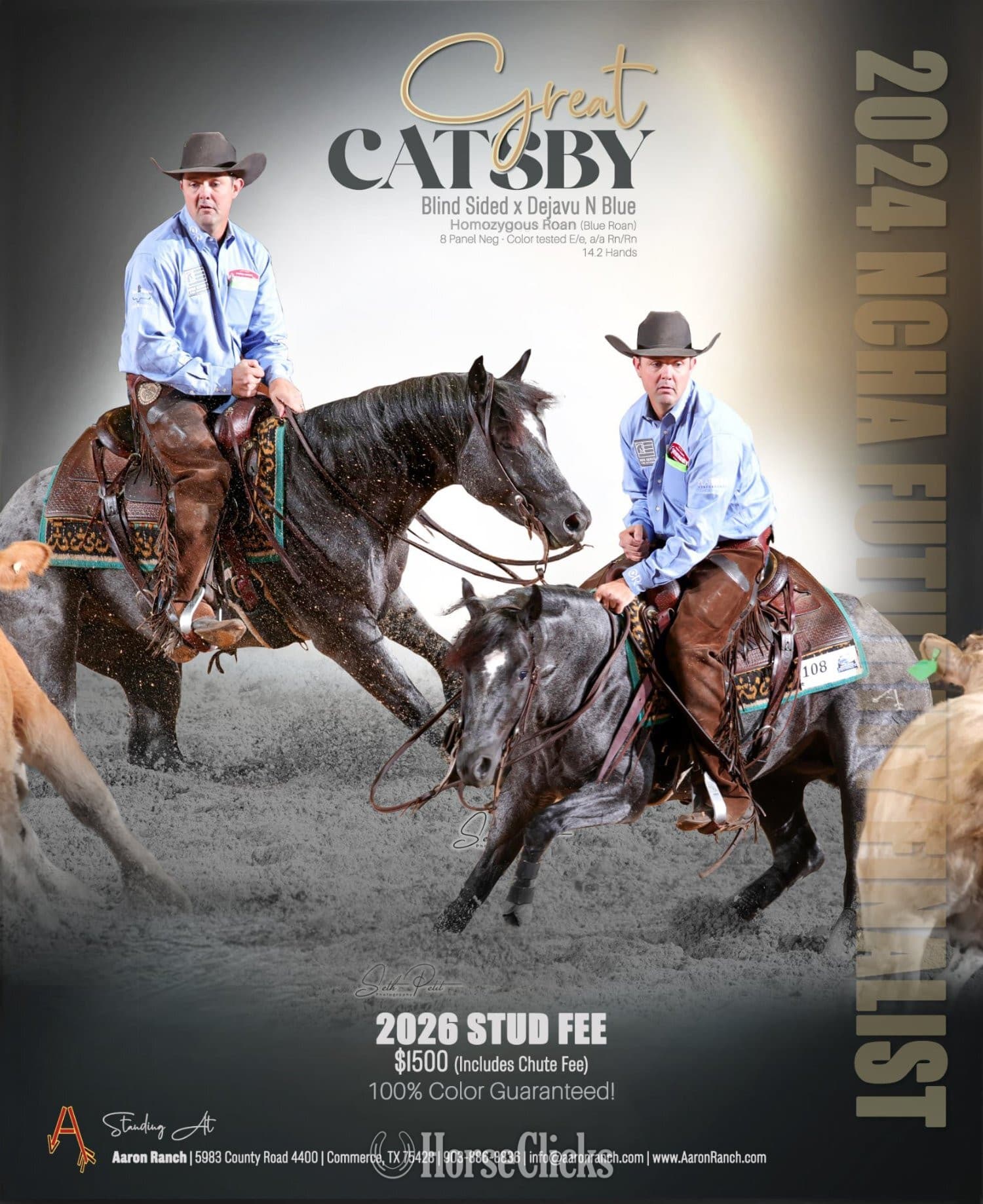 "Catsbys Risky Bisness" Blue Roan Colt Paint backdrop