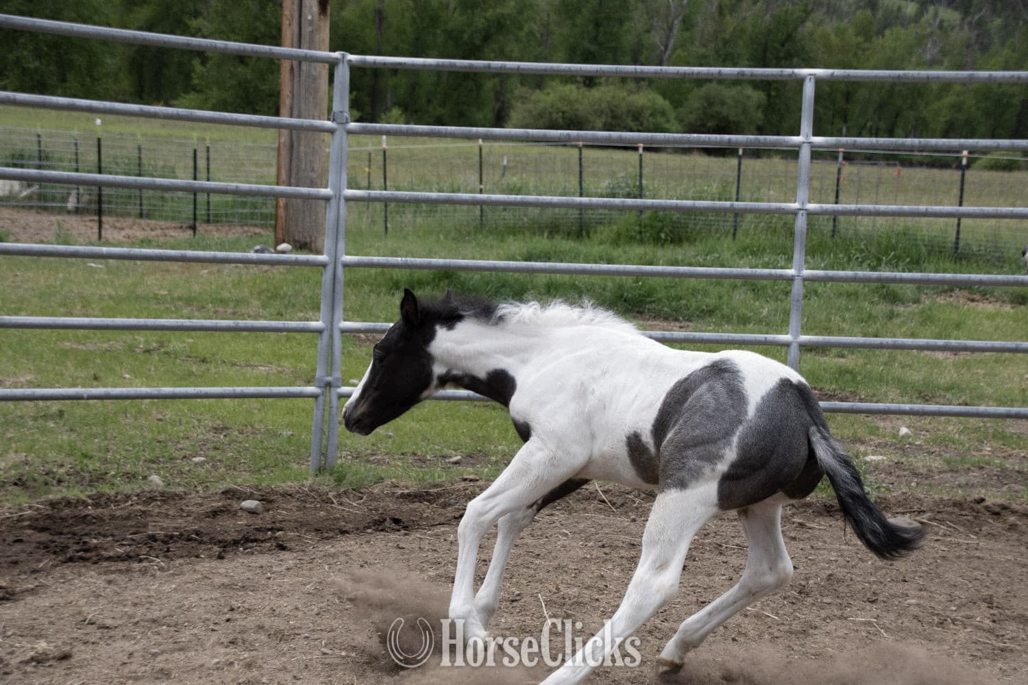 "Catsbys Risky Bisness" Blue Roan Colt Paint backdrop