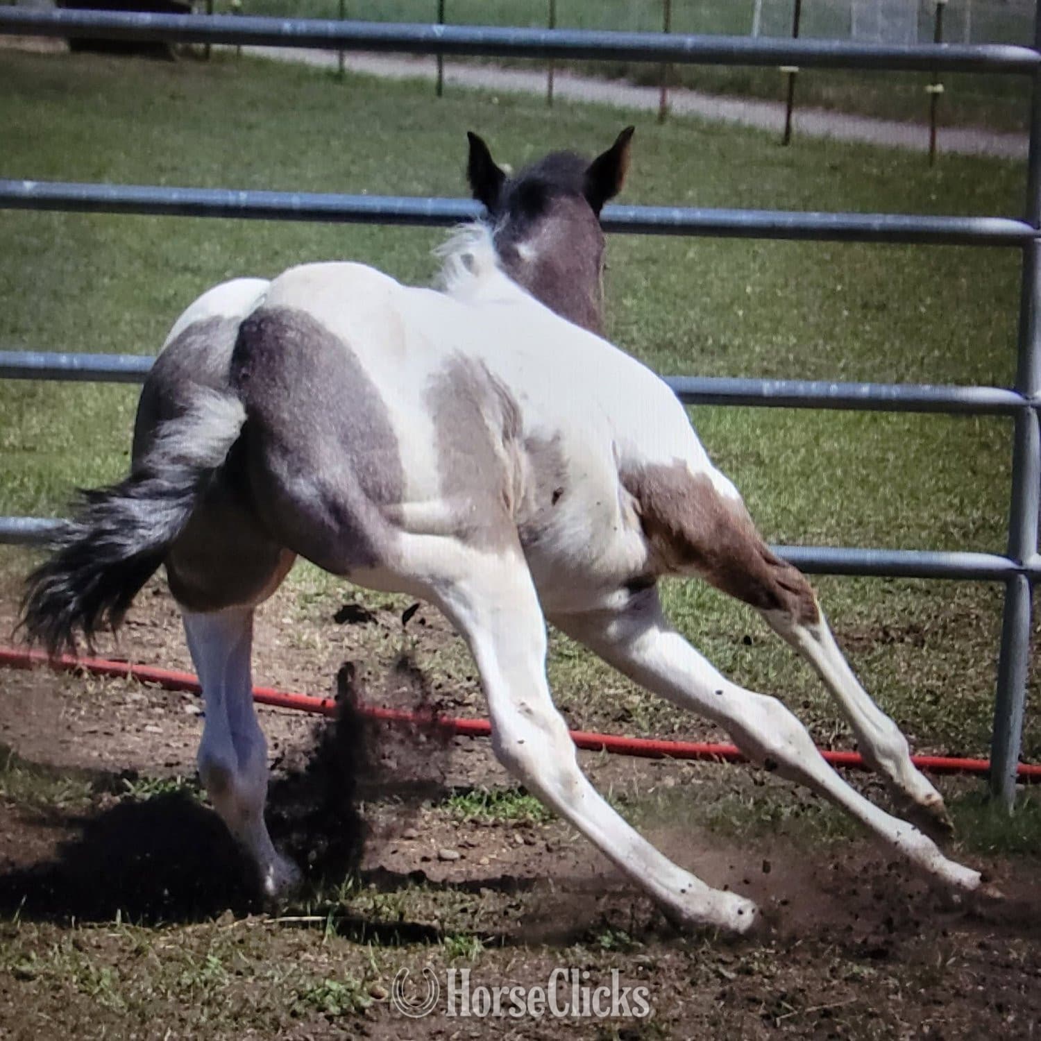 "Catsbys Risky Bisness" Blue Roan Colt Paint backdrop