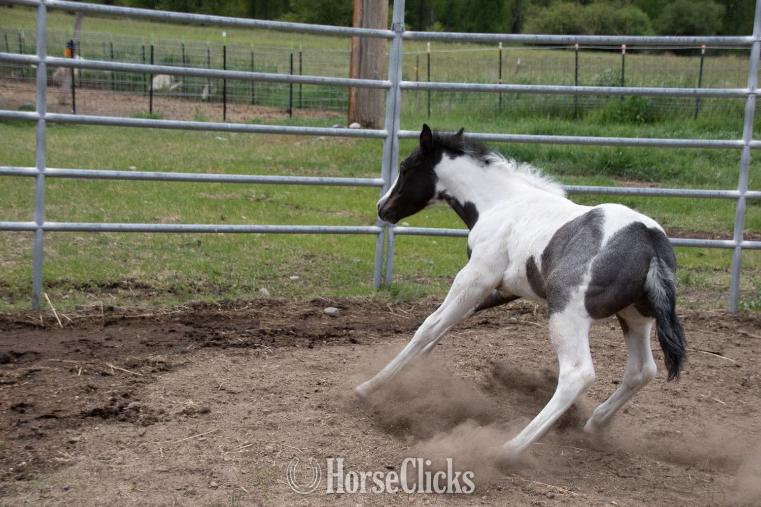 "Catsbys Risky Bisness" Blue Roan Colt Paint backdrop