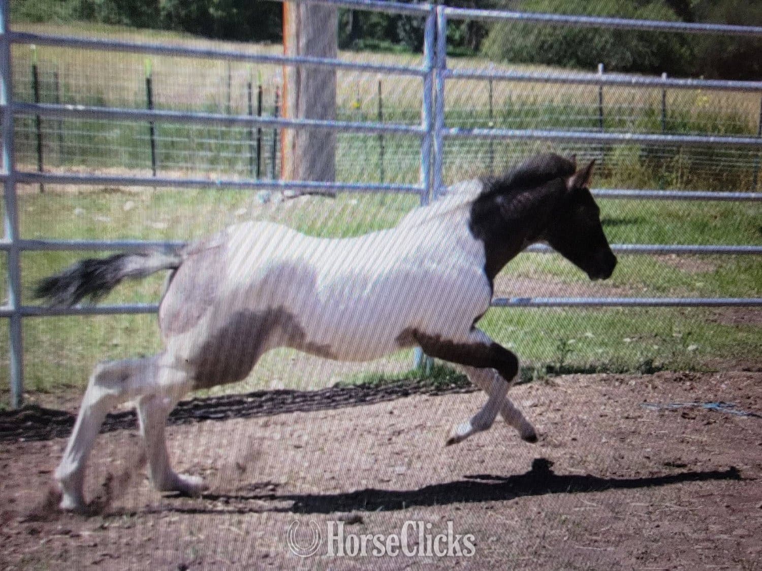 "Catsbys Risky Bisness" Blue Roan Colt Paint backdrop